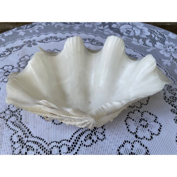 Vintage Small Clam Shell Beach Cottage Decor 6.5x5 - Picture 1 of 8